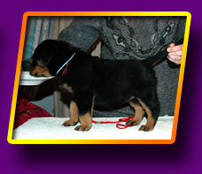 rottweiler Elektra Kron Vekar