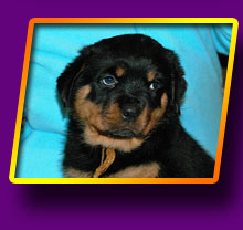 rottweiler Empress Kron Vekar