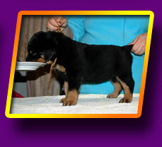 rottweiler Empress Kron Vekar