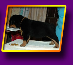 rottweiler Empress Kron Vekar