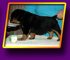 rottweiler Eros Kron Vekar