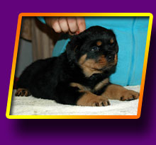 rottweiler Expression Kron Vekar