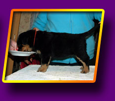 rottweiler Expression Kron Vekar