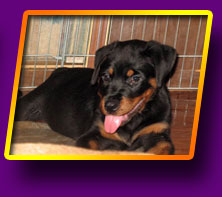 rottweiler Hike Kron Vekar