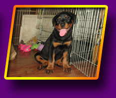 rottweiler Hike Kron Vekar