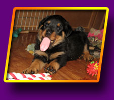 rottweiler Herry Kron Vekar