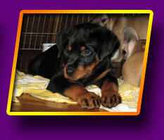 rottweiler Herry Kron Vekar