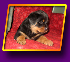 rottweiler Happy Kron Vekar