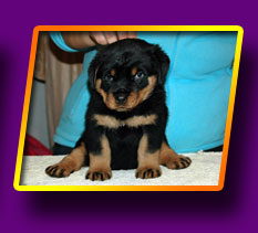 rottweiler Elegance Kron Vekar