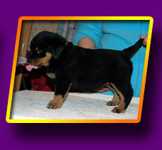 rottweiler Elegance Kron Vekar