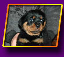 rottweiler Elektra Kron Vekar