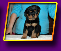 rottweiler Eros Kron Vekar