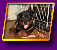 rottweiler Hike Kron Vekar