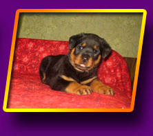rottweiler Happy Kron Vekar