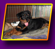 rottweiler Herry Kron Vekar
