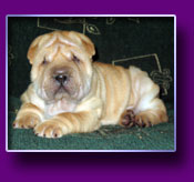 shar pei Origami Kron Vekar