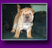 shar pei Odin Kron Vekar