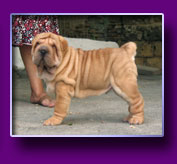 shar pei Odin Kron Vekar