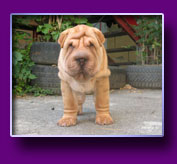shar pei Orion Kron Vekar