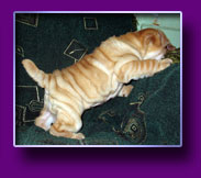 shar pei Origami Kron Vekar
