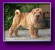 shar pei Orion Kron Vekar
