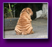 shar pei Origami Kron Vekar