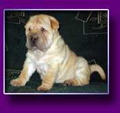 shar pei Onelli Kron Vekar
