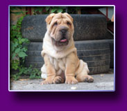 shar pei Onelli Kron Vekar
