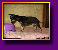 Russian toy Isabo Lili Kron Vekar