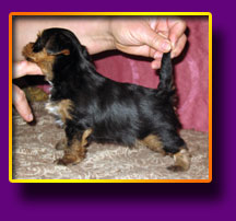 Yorkshire terrier Markus Kron Vekar