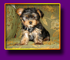 Yorkshire terrier Markus Kron Vekar