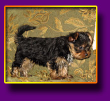 Yorkshire terrier Markus Kron Vekar