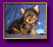 Yorkshire terrier Markus Kron Vekar