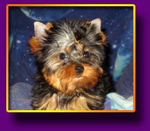 Yorkshire terrier Mattias Kron Vekar