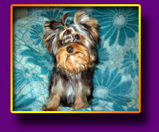 Yorkshire terrier Mattias Kron Vekar