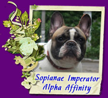 french bulldog Sopianae Imperator Alpha Affinity