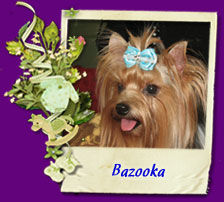 yorkshire terrier Bazooka