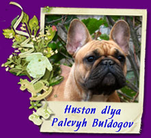 french bulldog Huston dlya Palevyh Buldogov