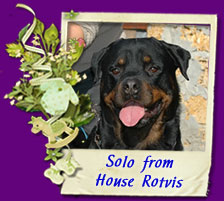 rottweiler Solo from House Rotvis