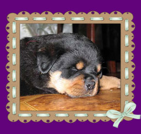 rottweiler puppies for sale