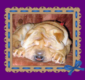 shar pei puppies for sale