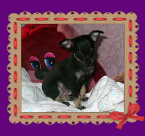 russian toy puppies for sale