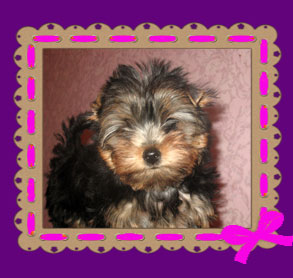 yorkshire terrier puppies for sale