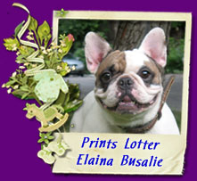французский бульдог Принц Лоттер Элайна Бюсалье