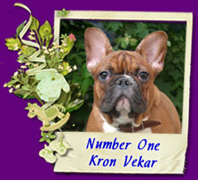 французский бульдог Number One Kron Vekar