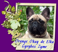 французский бульдог Orange Okay de Elka Gyvybes Zyme