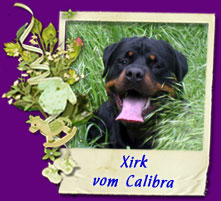 ротвейлер Xirk vom Calibra