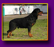 ротвейлер Соло фром Хаус Ротвис